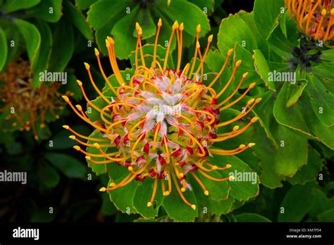 Leucospermum Erubescens An Upright Shrub Originary From South Africa