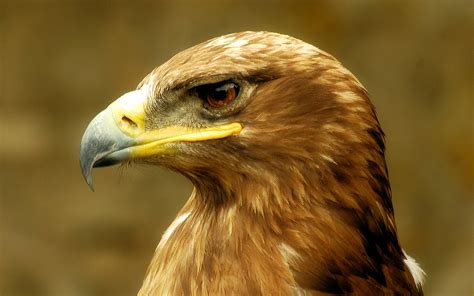 Animal Golden Eagle Hd Wallpaper