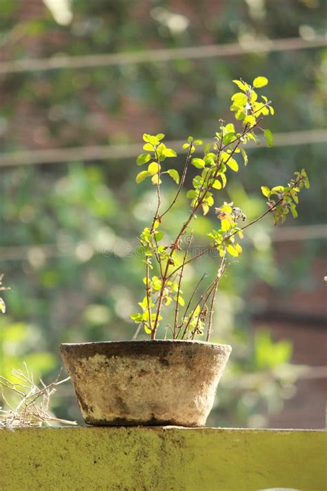 Tulsi Ayurveda Medicines Plant Indian Pot Nature Flower Stock Photo