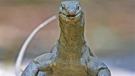 Meet The Monitor Lizards Of India Wildlife Sos 46 Off