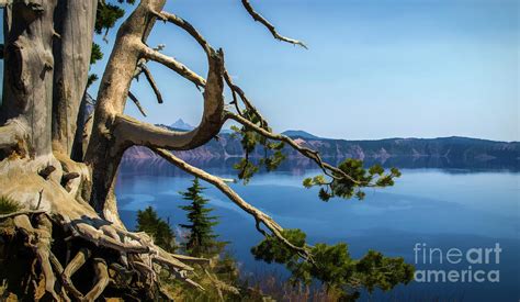 Tree Overlooking Crater Lake Oregon Photograph By Roslyn Wilkins