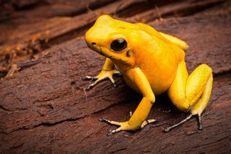 Yellow Frogs