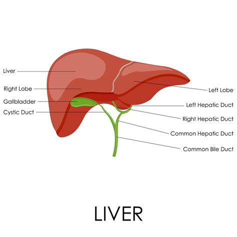 The right lobe of liver and the left lobe of liver. common bile duct stone