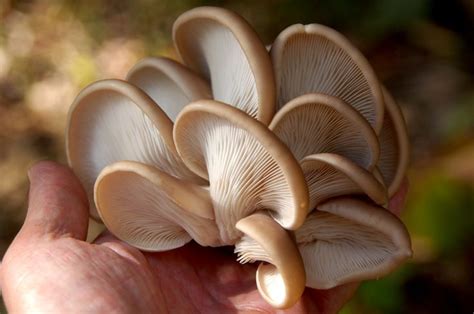 Oyster Mushroom Perfection Wild Edibles Aromatic Plant Stuffed