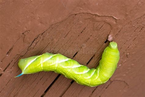 Green Caterpillar Blue Horn Stock Image Image Of Horn Insect 102369165