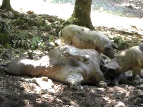 Nulla esclude che il sole sorga unicamente per un'intesa con gli elefanti, come nulla esclude che la terra giri intorno al sole, о che il sole giri intorno alla terra e la terra non giri affatto о che nulla, о che tutto giri. Cosa mangiano di solito i maiali???????????? - YouTube