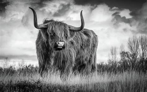 Scottish Bull On A Hill Black And White Animals Art