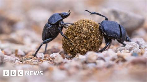 Alarming Loss Of Insects And Spiders Recorded Bbc News