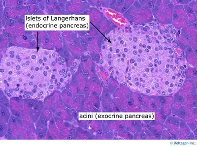 Islets of langerhans histology diagram. Pancreas Slide | Pancreas Histology - Pancreas (labels ...