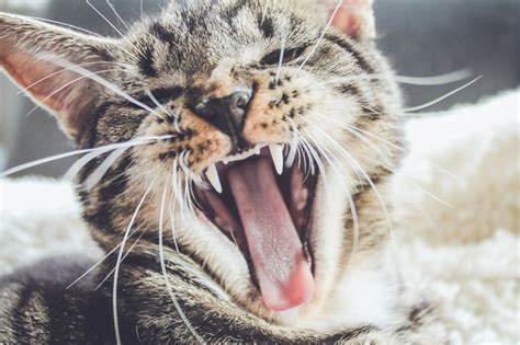 gato com mau hálito como cuidar e prevenir blog da cobasi