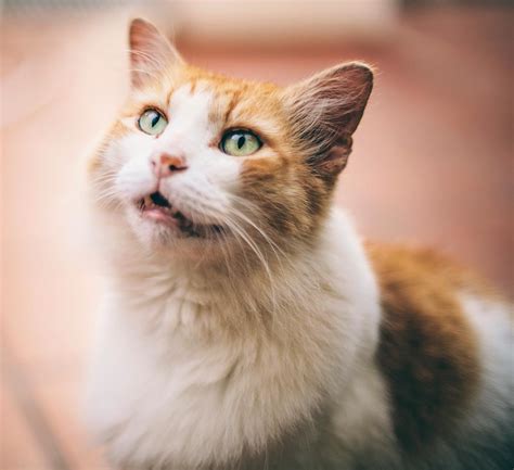 We know that cats like to talk to humans, but do cats talk to each other? How to Teach Your Cat Not to Meow to Go Outside