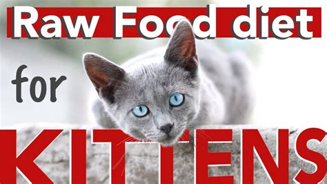 Raw Food Diet For Kittens And Cats Beginners Guide Youtube