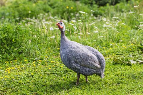 Adult Guinea Fowl Standing In The Grass Stock Photo Image Of Chicks