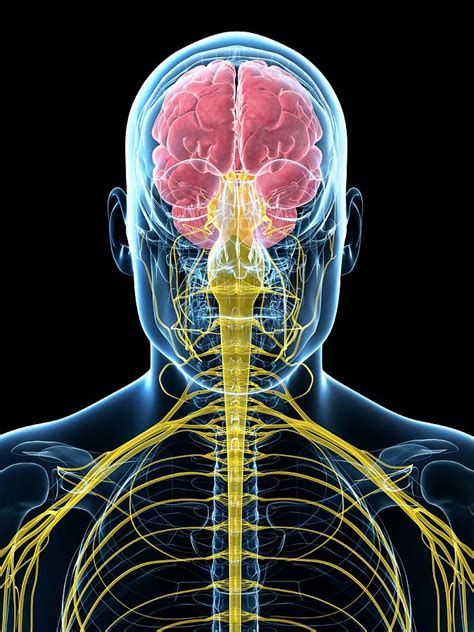 Human Brain And Spinal Cord Photograph By Sebastian Kaulitzki Fine