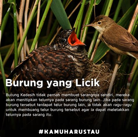 Bukan Gagak, Ini Sumber Suara Burung Pertanda Kematian | Indozone.id