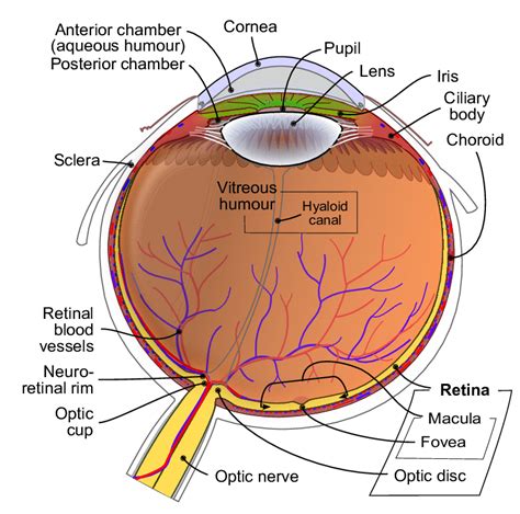 1 Schematic Representation Of The Eye Source 42 Download