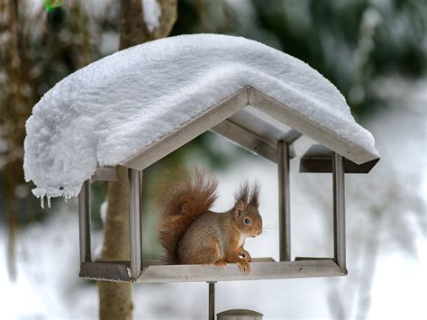 Squirrel In The Snow By Marc Tornambé Squirrel Winter Animals Pet