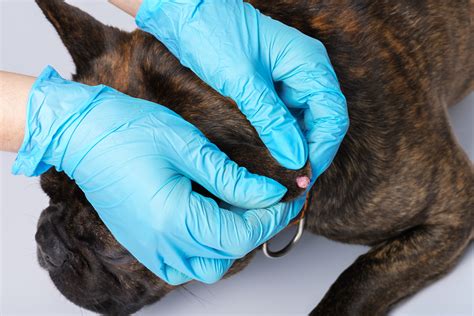 Dog Skin Cancer Or Wart How To Tell The Difference Askvet