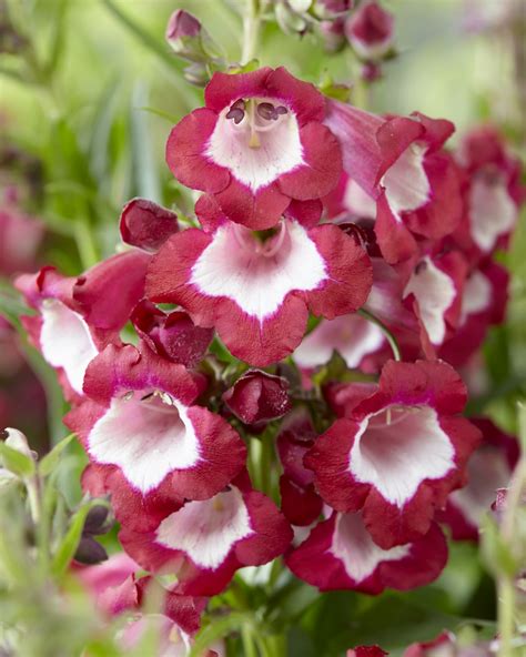 Penstemon Barbatus Hybrid Genesis Plant Marketing Ltd