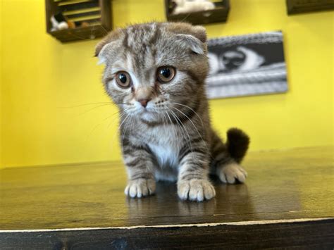 Westchester Puppies And Kittens Scottish Fold Kittens For Sale New York