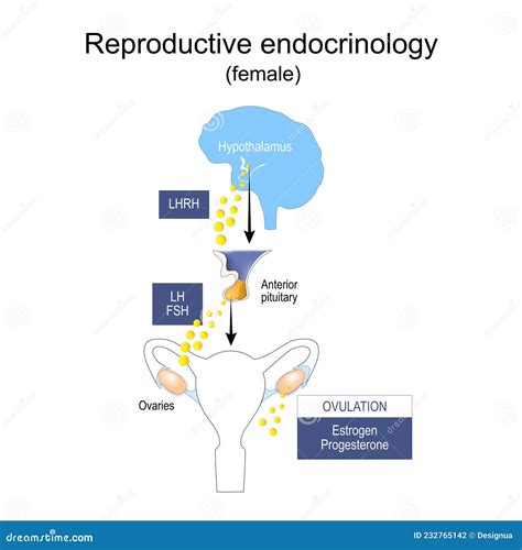 Endocrine System Of Reproduction And Fertility Stock Vector