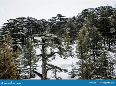 Cedar Forest In Lebanon During Winter Stock Image Image Of Light