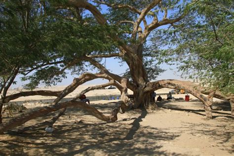 My Tree Of Life Odyssey In Bahrain Rishi Sankar Ah Trini Travelogue
