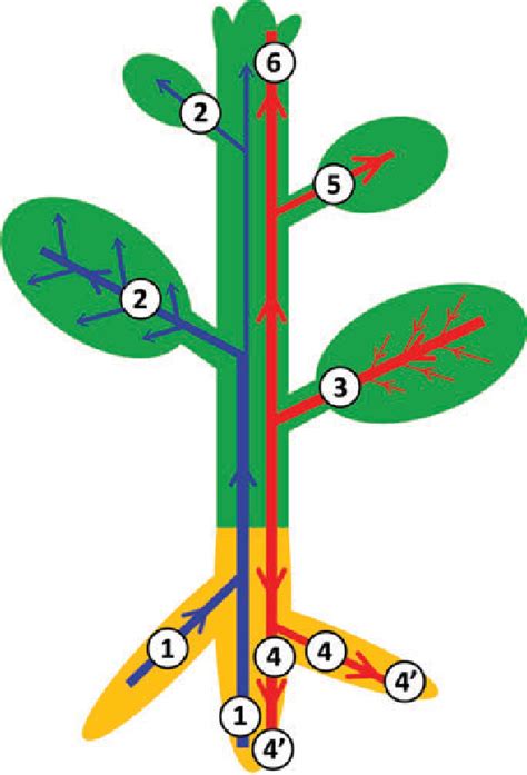 Figure 25 From The Plant Vascular System Evolution Development And