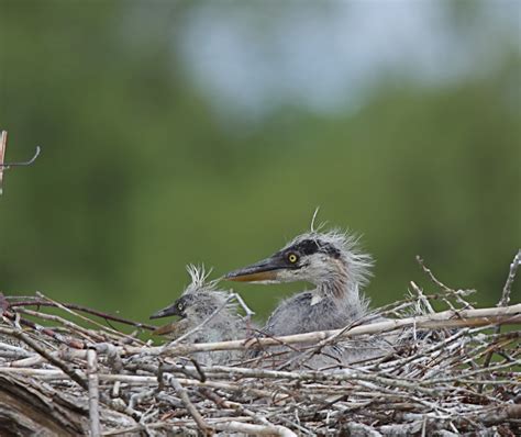 Life In A Great Blue Heron Colony Check Out These Babies Leslie