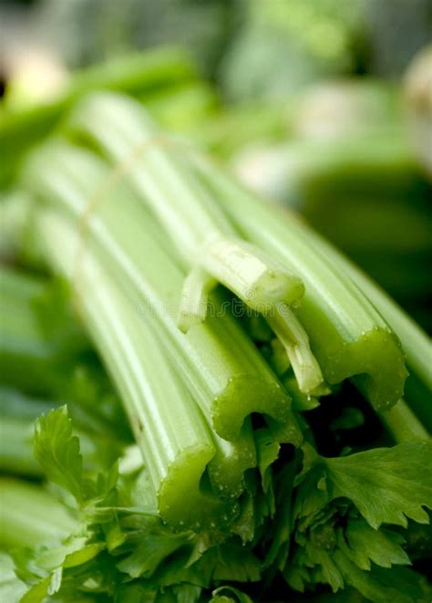 Celery Stems Stock Images Image 99184