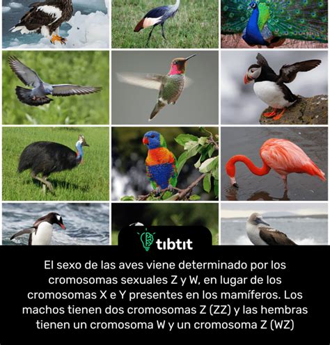 Sabías que Se determinan los cromosomas sexuales en aves Curiosidades Datos curiosos Los