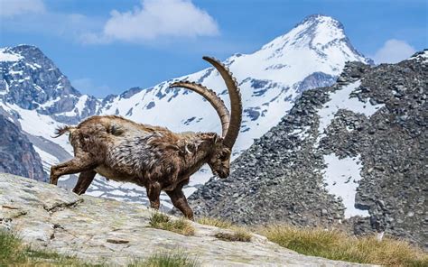 Mountain Goat Mountain Landscape Horns Rocks Hd Wallpaper Peakpx
