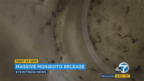 20 Million Mosquitoes Will Be Released In Fresno To Prevent Viruses