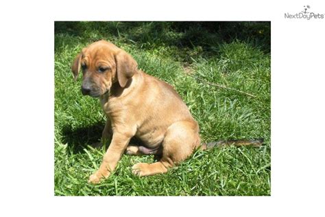 Black Mouth Cur puppy for sale near Harrisonburg, Virginia ...