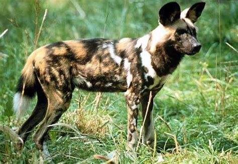 As you might imagine from their name, american foxhounds were bred specifically for the purpose of hunting. 10 Wild Canines We Should Know More About - Toptenz.net
