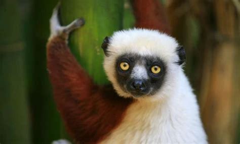 Madagascar Species Under Threat Global Deal For Nature Current Affairs