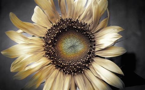 Dry Flower Sunflower Petals Photo Wallpaper 1680x1050 22804
