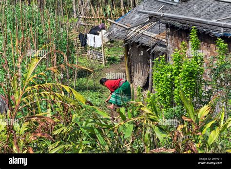 Woman Tending To Vegetable Field In Darap Village One Of Most