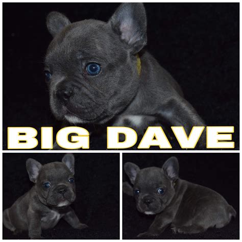 Looking for an english bulldog breeders in texas? Big Dave - a male French Bulldog puppy for sale near ...