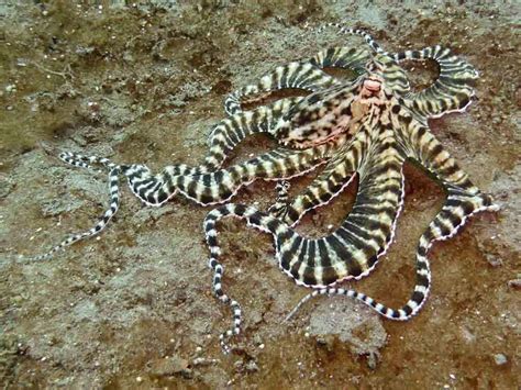 Mimic Octopus Sea Snake The Mimic Ocean Life Best Actor Jellyfish