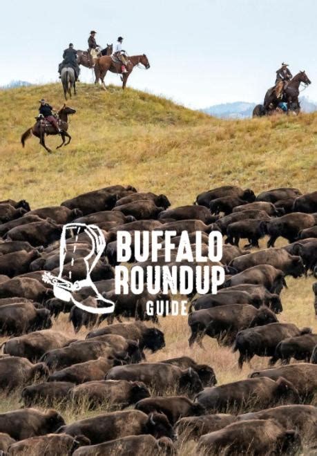 Custer State Park Buffalo Roundup Travel South Dakota