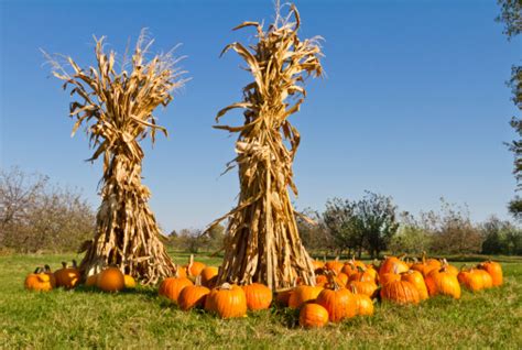 Pumpkins And Corn Stalks At Farmers Market Stock Photo Download Image