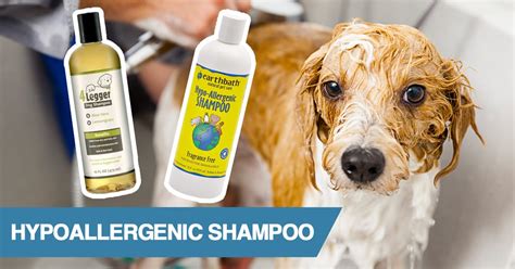 5 Best Hypoallergenic Dog Shampoos For Allergies 2022