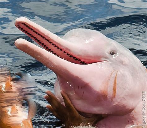 Dolphin Red The Pink Dolphin Boto Vermelho Boto Cor De Rosa River Dolphin Pink River