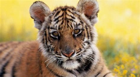 London Zoo Announces The Birth Of Three Sumatran Tiger Cubs