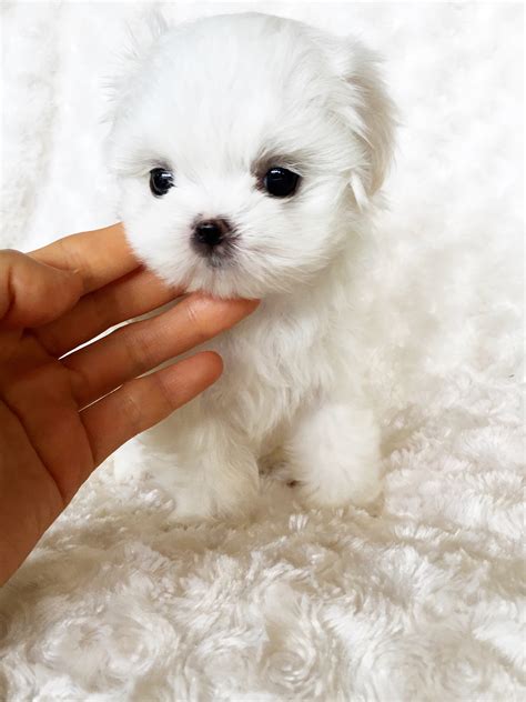 Tiny Teacup Maltese Puppy For Sale Bunny Iheartteacups