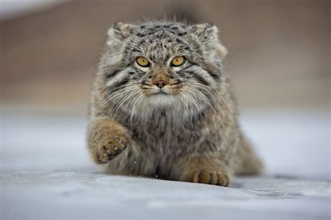 Photos Of Adorable Manul The Pallass Cat In Mongolia