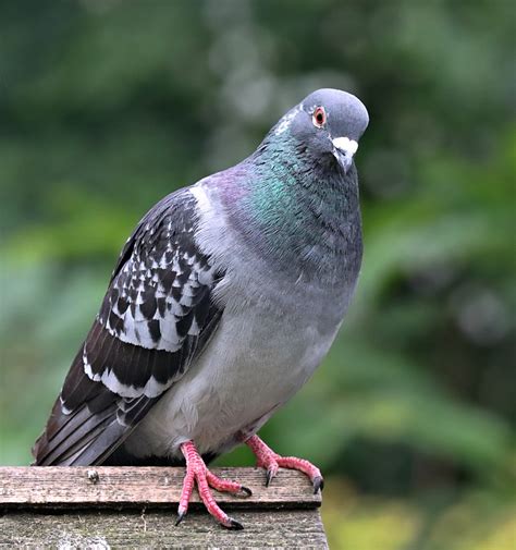 Feral Pigeon Free Stock Photo Public Domain Pictures