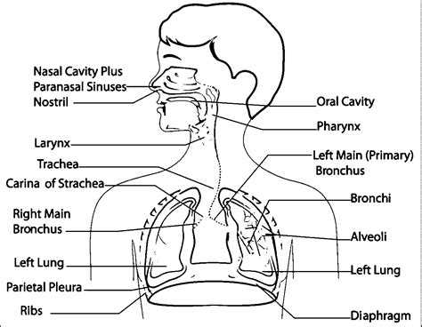 Respiratory System Coloring Pages Sketch Worksheet Endocrine Drawing