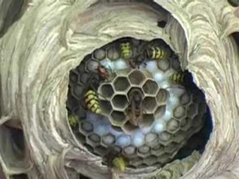 Typically, hornet nests have a teardrop shape and are about the size of a basketball when complete. European Hornet Nest with founding Queen in center! - YouTube